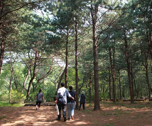 비밀의 숲 서울대공원 산림치유숲 체험기